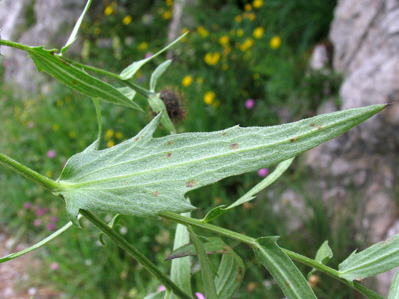 Centaurea pseudophrygia / Centaurea frangiata
